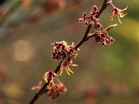 Hamamelis japonica x vernalis 2016 01 23 8981